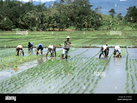rice planting season in the philippines|THE RICE PLANTING WINDOW IN THE PHILIPPINES: AN ANALYSIS USING  .